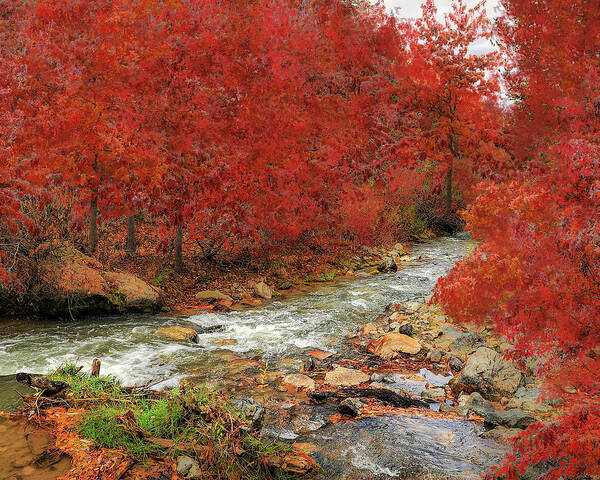 Nature Poster featuring the photograph Red Oak Creek by Scott Cordell