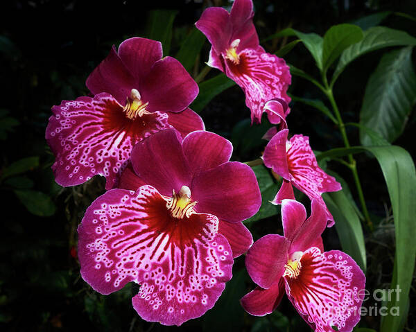 Orchid Poster featuring the photograph Red Orchids by Steve Ondrus