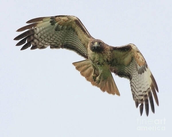 Red Tail Hawk Poster featuring the photograph Red Tailed Hawk Finds Its Prey by Wingsdomain Art and Photography