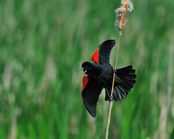 Red-winged Poster featuring the photograph Red-winged Blackbird by Tony Beck