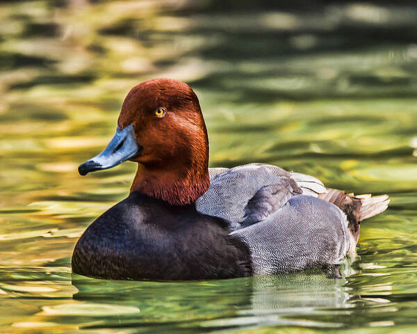 Redheaded Duck Poster featuring the photograph Redheaded Duck by Joe Granita