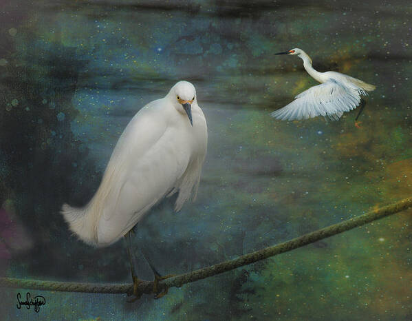 Egret Poster featuring the photograph Resonant by Sandra Schiffner