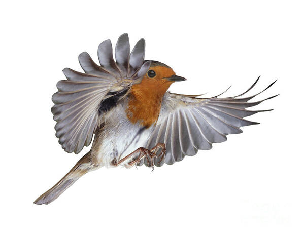 European Robin Poster featuring the photograph Robin flying by Warren Photographic