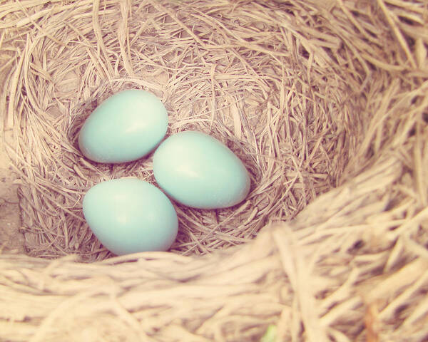 Robin's Eggs Poster featuring the photograph Robin's Eggs by Amy Tyler