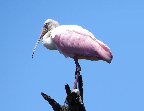 Birds Poster featuring the photograph Roseate Spoonbill on Perch by Ellen Meakin