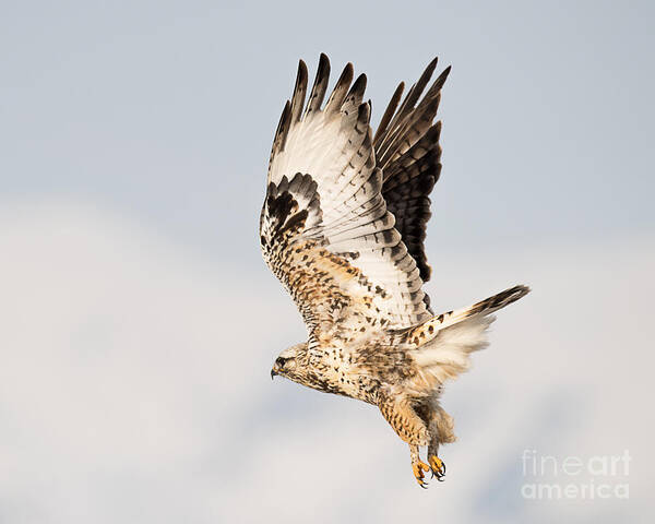 Bird Poster featuring the photograph Rough Legged Hawk on the Wing by Dennis Hammer