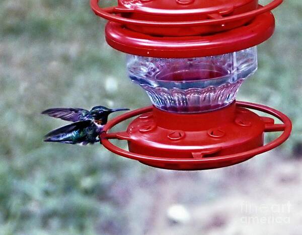 Hummingbird Poster featuring the photograph Safe Landing by Catherine Melvin