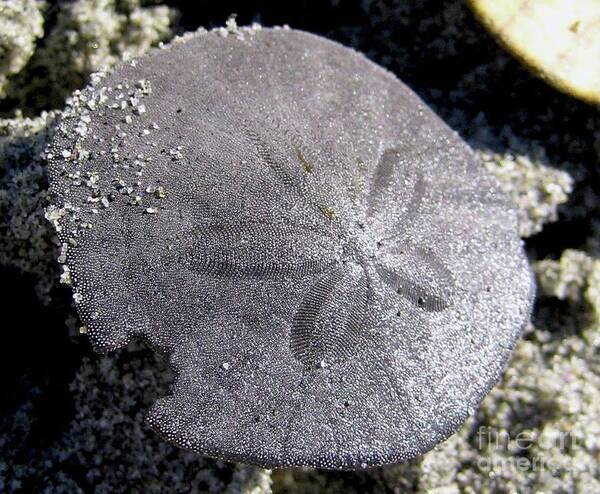 Sand Poster featuring the photograph Sand Dollar by 'REA' Gallery