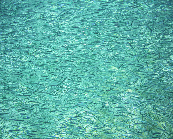 Aqua Poster featuring the photograph School of Fry Fish by Kelly VanDellen