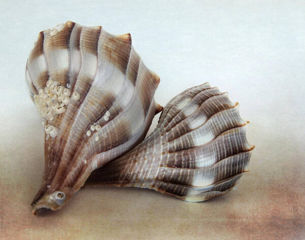 Beach Poster featuring the photograph Seashell Duo by David and Carol Kelly