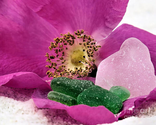 Sea Glass Poster featuring the photograph Sea Glass and Beach Rose by Janice Drew