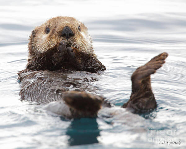 Alaska Poster featuring the photograph Sea Otter by Steve Javorsky