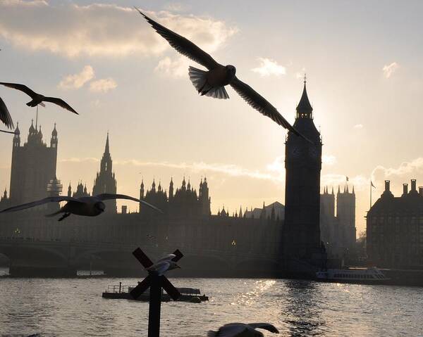 Seagulls Poster featuring the photograph Seagull skyline by Matt MacMillan