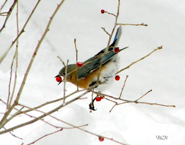 Bird Poster featuring the photograph Second Helping by Barbara S Nickerson