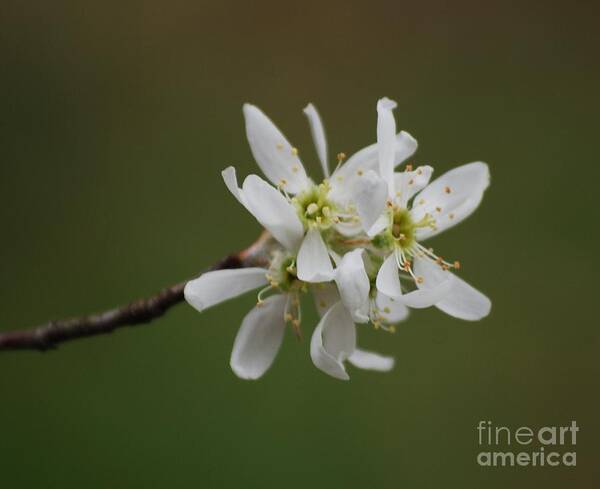 Serviceberry Poster featuring the photograph Serviceberry Bloom by Randy Bodkins