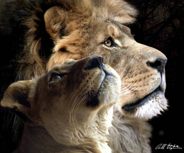 Lions Poster featuring the digital art Sharing The Vision 2 by Bill Stephens