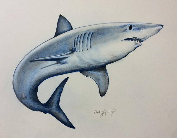 Ocean Poster featuring the drawing Shark by Catherine Howley