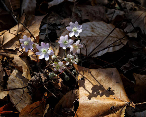 Sharp-lobed Hepatica Poster featuring the photograph Sharp-Lobed Hepatica in Lost Valley by Michael Dougherty