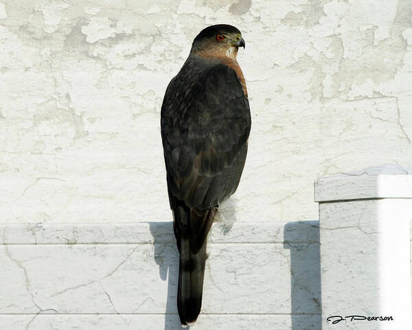 Sharp Shinned Hawk Poster featuring the photograph Sharp Shinned Hawk by Jackson Pearson