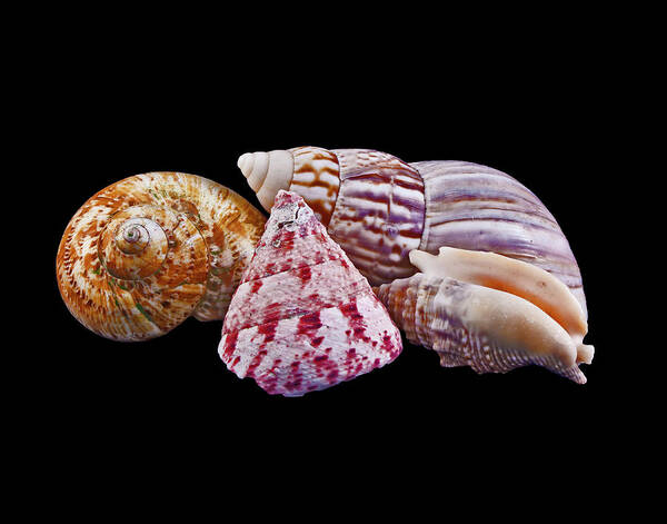 Shells Poster featuring the photograph Shells on Black by Bill Barber