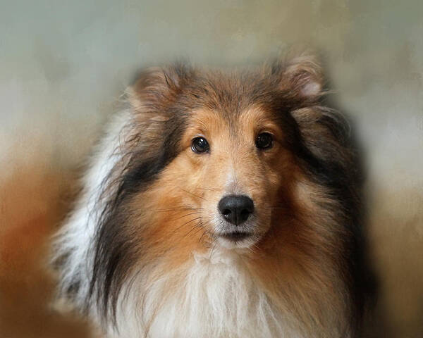 Sheltie Poster featuring the photograph Sheltie Portrait by TnBackroadsPhotos