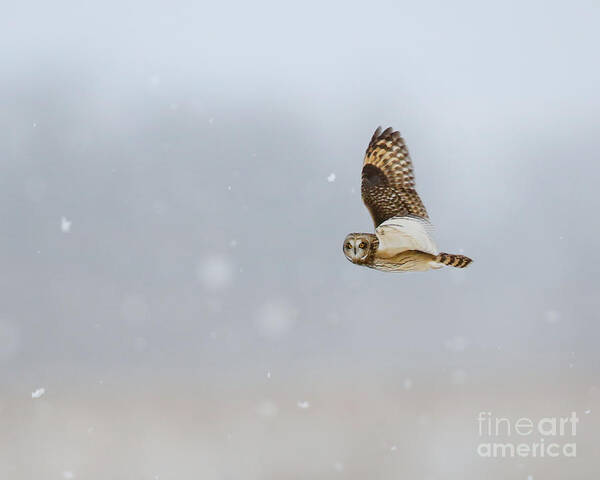 Owls Poster featuring the photograph Short Eared Owl In The Snow Storm by Heather King