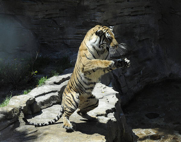 Tiger Poster featuring the photograph Showing Off by Keith Lovejoy