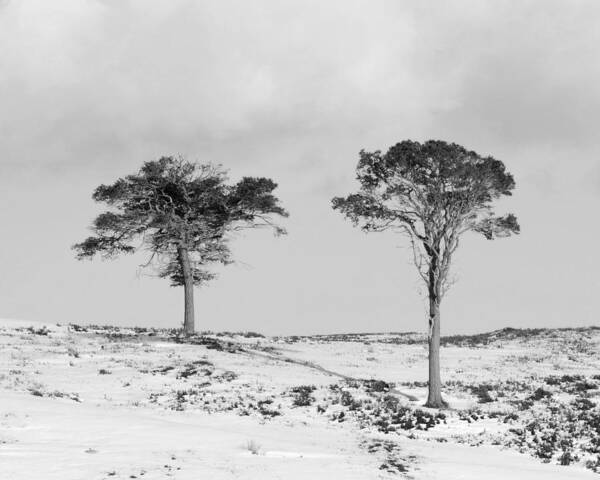 Scots Pine Trees Poster featuring the photograph Siblings by Gavin MacRae