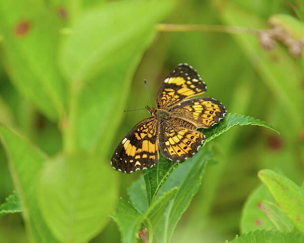 Butterfly Poster featuring the photograph Silvery Checkerspot Butterfly by Lara Ellis