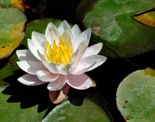Water Lily Poster featuring the photograph Single White Water Lily by Marion McCristall