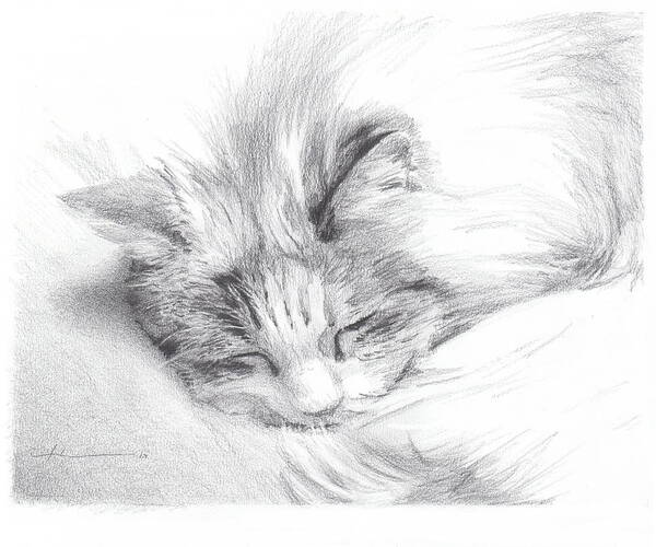 Www.miketheuer.com Sleeping Long-hair Cat Pencil Portrait Poster featuring the drawing Sleeping Cat by Mike Theuer