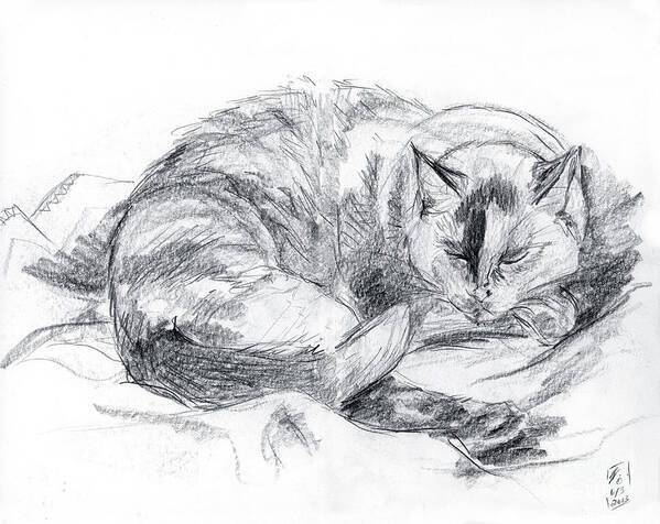 Cat Poster featuring the drawing Sleeping Jago by Brandy Woods