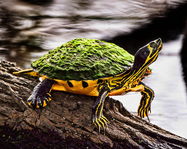 Slider Turtle Poster featuring the photograph Slider Turtle by Joe Granita