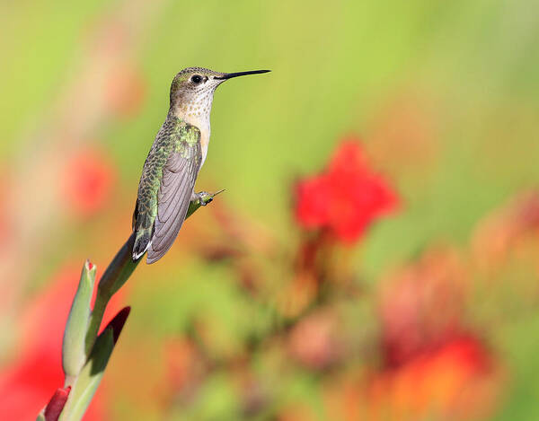 Humming Bird Poster featuring the photograph Small Wonder by Steve McKinzie