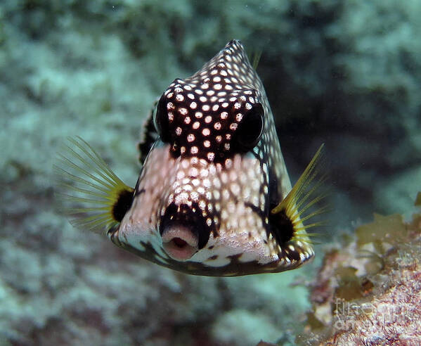 Underwater Poster featuring the photograph Smooth Trunkfish by Daryl Duda