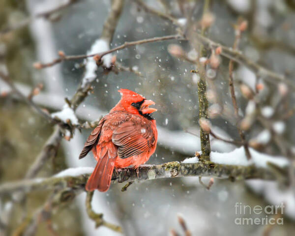 Bird Poster featuring the photograph Snow Bird - Male Northern Cardinal by Kerri Farley