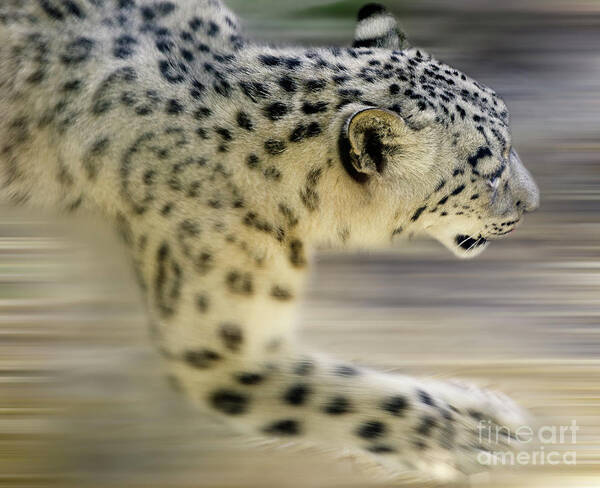 Snow Leopard Poster featuring the photograph Snow Leopard On The Move by Bob Christopher