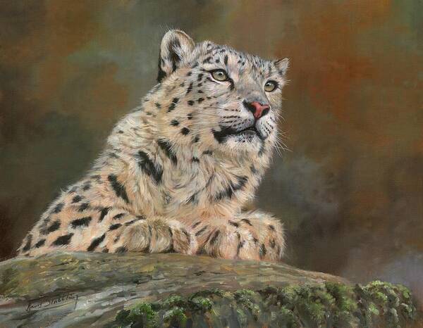 Snow Leopard Poster featuring the painting Snow Leopard on Rock by David Stribbling