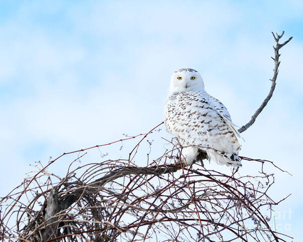 Snowy Owl Poster featuring the photograph Snow White by Heather King