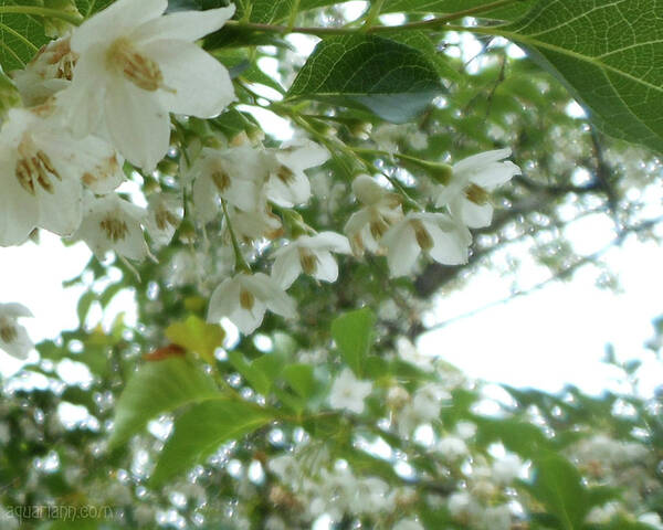 Snowbell Tree Poster featuring the photograph Snowbell Sparkles In Spring by Kristin Aquariann