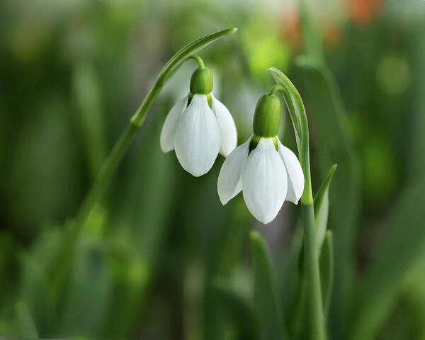 Spring Poster featuring the photograph Snowdrops by Mary Jo Allen