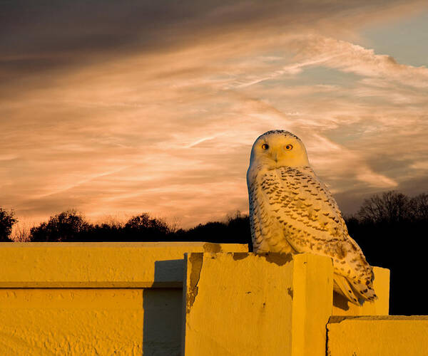 Nature Wildlife Poster featuring the photograph Snowy Owl Sundown by Randall Branham