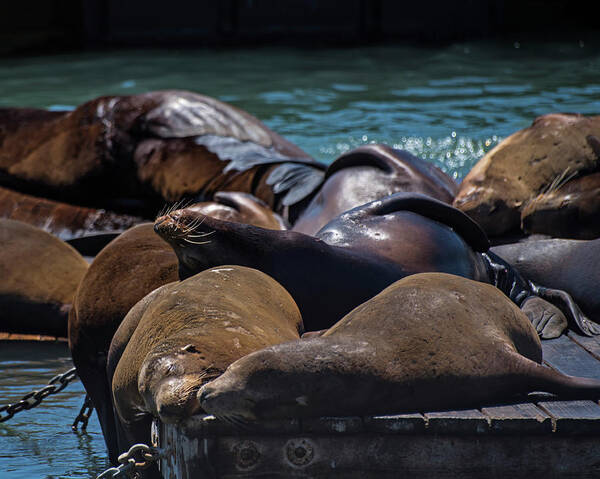 San Poster featuring the photograph Snuggling Seals Pier 39 San Francisco by Toby McGuire