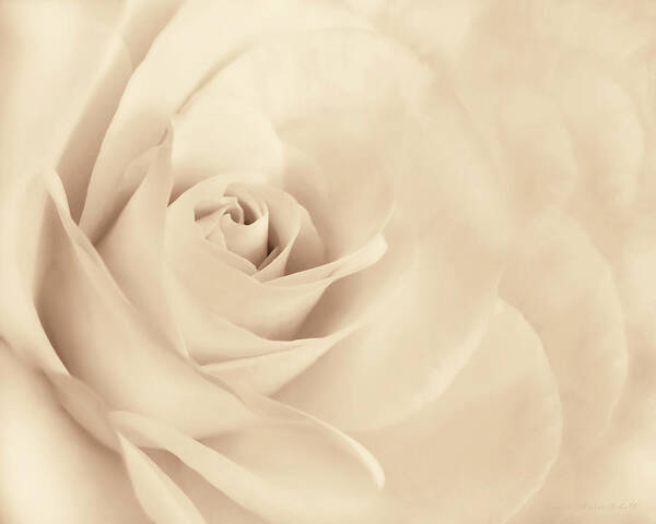 Rose Poster featuring the photograph Softness of the Rose in Beige by Jennie Marie Schell