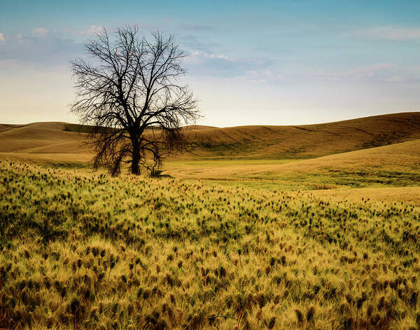 Tree Poster featuring the photograph Solitary Tree by Chris McKenna