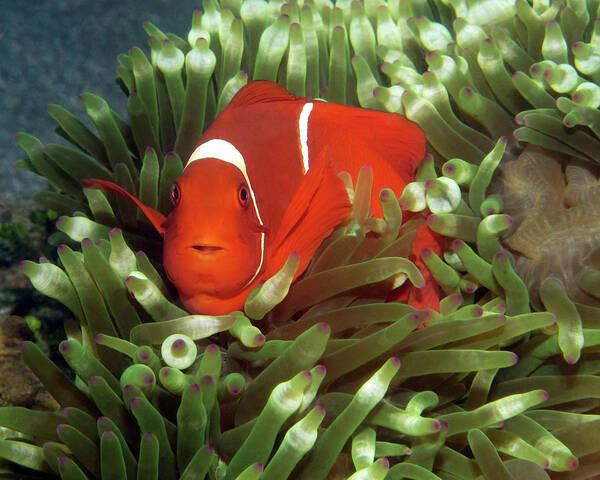 Spinecheek Anemonefish Poster featuring the photograph Spinecheek Anemonefish, Indonesia 2 by Pauline Walsh Jacobson