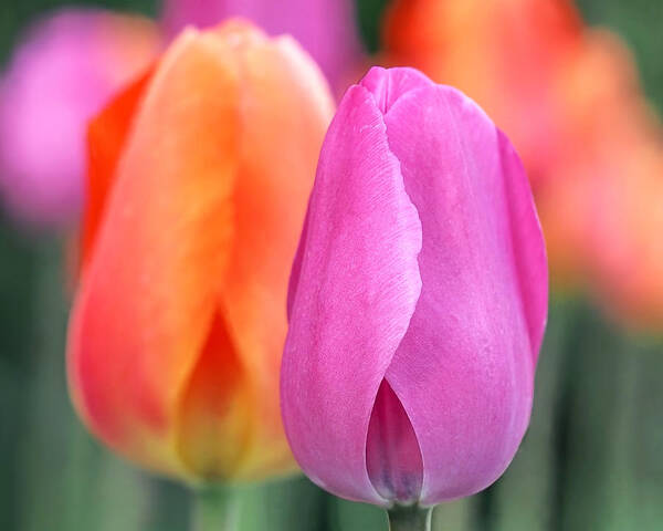 Tulips Poster featuring the photograph Spring Colors by Rona Black