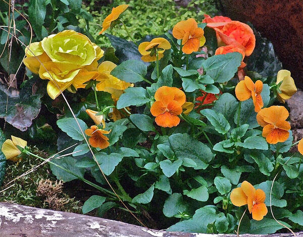 Pansies Poster featuring the photograph Spring Show 13 Orange Pansies by Janis Senungetuk