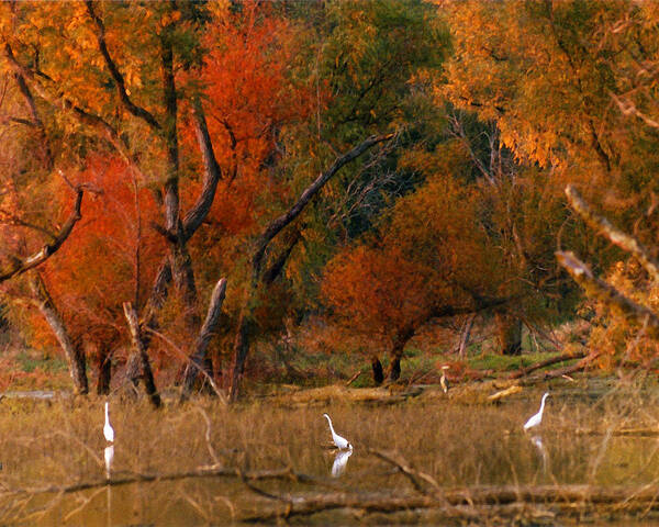 Landscape Poster featuring the photograph Squaw Creek Egrets by Steve Karol