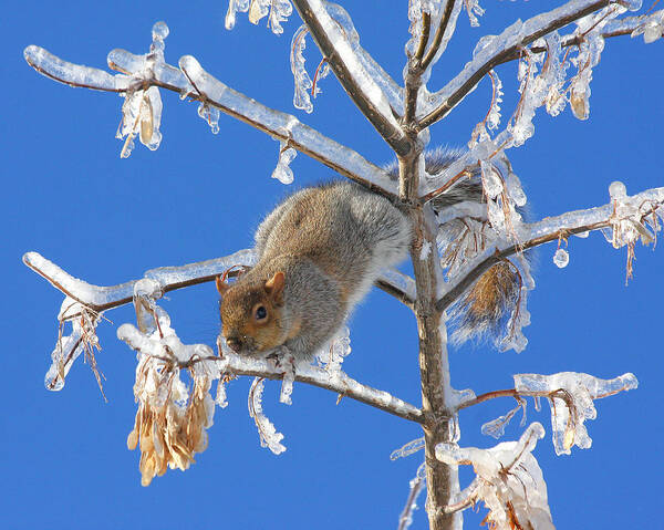 Squirrel Poster featuring the photograph Squirrel on icy branches by Doris Potter